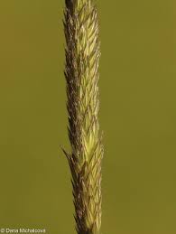 Attēlu rezultāti vaicājumam “Alopecurus pratensis fruit”