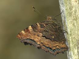 Attēlu rezultāti vaicājumam “Nymphalis polychloros”