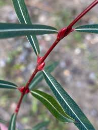 Attēlu rezultāti vaicājumam “Salix purpurea leaf”