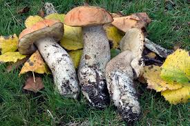 Attēlu rezultāti vaicājumam “Leccinum versipelle”