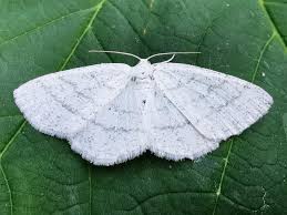 Attēlu rezultāti vaicājumam “Cabera pusaria”