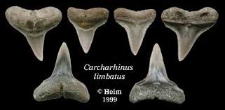 Image result for Carcharhinus limbatus