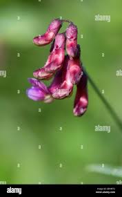 Attēlu rezultāti vaicājumam “Lathyrus niger”