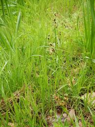 Attēlu rezultāti vaicājumam “Luzula campestris”