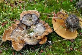 Attēlu rezultāti vaicājumam “Coltricia perennis”