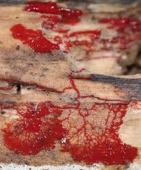 Attēlu rezultāti vaicājumam “Diderma spumarioides plasmodium”