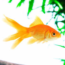 Attēlu rezultāti vaicājumam “Carassius auratus”