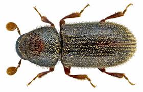 Attēlu rezultāti vaicājumam “Scolytidae”