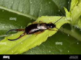 Attēlu rezultāti vaicājumam “Forficula auricularia male”