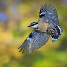 Image result for Sitta europaea