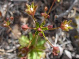 Attēlu rezultāti vaicājumam “Androsace septentrionalis”