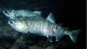 Image result for Oncorhynchus