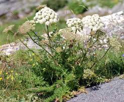 Attēlu rezultāti vaicājumam “Libanotis montana leaf”