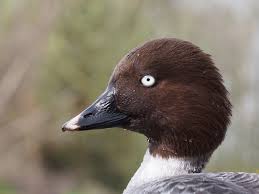 Attēlu rezultāti vaicājumam “Bucephala clangula female”