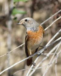 Attēlu rezultāti vaicājumam “Phoenicurus phoenicurus”