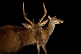 Attēlu rezultāti vaicājumam “Cervus elaphus”