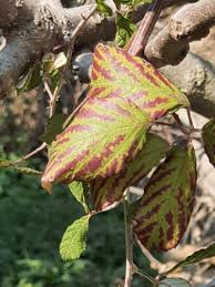 Attēlu rezultāti vaicājumam “Rubus plicatus flower”