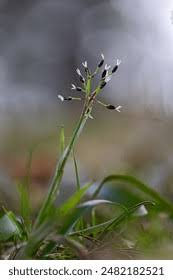 Attēlu rezultāti vaicājumam “Luzula pilosa leaf”