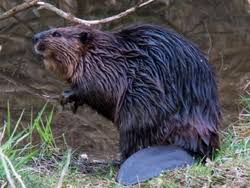 Attēlu rezultāti vaicājumam “Castor fiber”