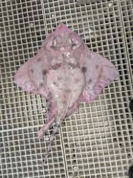 Image result for Amblyraja hyperborea