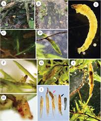 Attēlu rezultāti vaicājumam “Chironomidae larvae”
