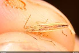 Attēlu rezultāti vaicājumam “Myrmus miriformis”