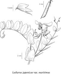 Attēlu rezultāti vaicājumam “Lathyrus japonicus subsp. maritimus”