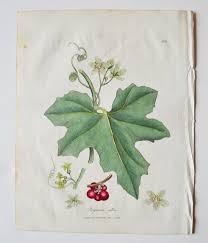 Attēlu rezultāti vaicājumam “Bryonia alba leaf”