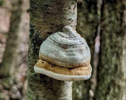 Attēlu rezultāti vaicājumam “Fomes fomentarius”