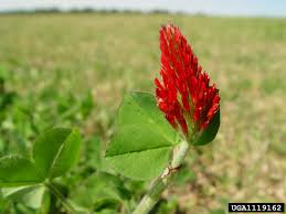 Image result for Trifolium incarnatum