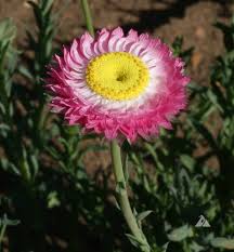 Image result for Helichrysum subulifolium