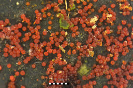 Attēlu rezultāti vaicājumam “Nectria episphaeria”