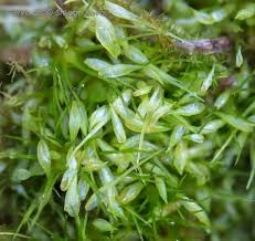 Attēlu rezultāti vaicājumam “Campylopus pyriformis”