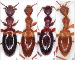 Attēlu rezultāti vaicājumam “Anthicidae”