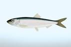 Baltic herring, Clupea harengus membras (L.) - Fishes - NatureGate