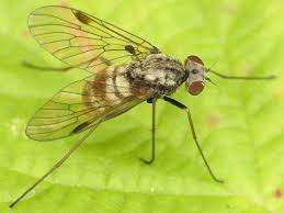 Attēlu rezultāti vaicājumam “Rhagionidae”