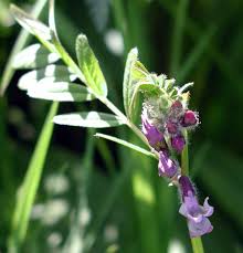 Attēlu rezultāti vaicājumam “Vicia sepium flower”