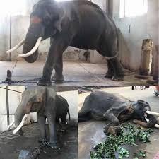 Image result for sad elephant