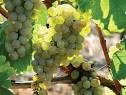 Fiano delle Puglie, la riscoperta di una varietà tipica | Civiltà ...