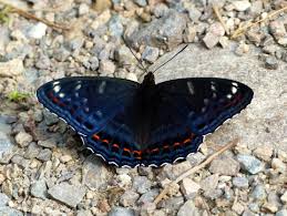 Attēlu rezultāti vaicājumam “Limenitis populi upperside”