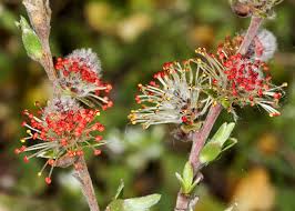 Attēlu rezultāti vaicājumam “Salix repens subsp. rosmarinifolia”