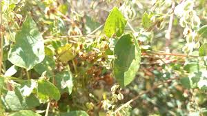 Attēlu rezultāti vaicājumam “Fallopia dumetorum leaf”