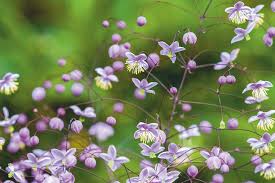 Attēlu rezultāti vaicājumam “Thalictrum”