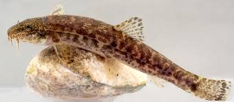 Attēlu rezultāti vaicājumam “Barbatula barbatula”