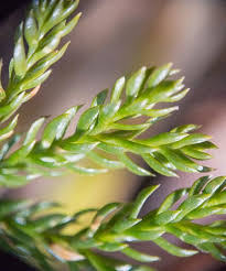 Attēlu rezultāti vaicājumam “Dianema depressum macro”