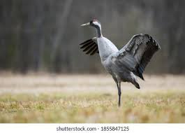 Attēlu rezultāti vaicājumam “Grus grus”