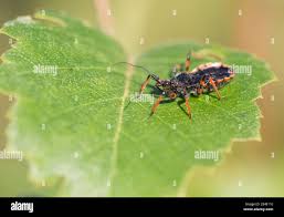 Attēlu rezultāti vaicājumam “Rhynocoris annulatus”