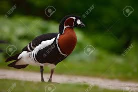 Attēlu rezultāti vaicājumam “Branta ruficollis”