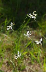 Attēlu rezultāti vaicājumam “Anthericum ramosum”