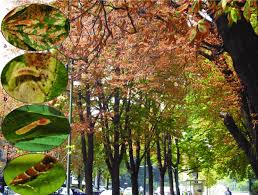 Attēlu rezultāti vaicājumam “Cameraria ohridella”